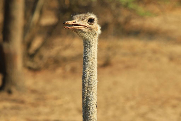 Struzzo - sfondo di uccelli selvatici africani - Animali in natura
 - Foto, immagini