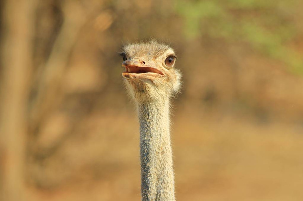 Ostrich - African Wild Bird Background - Baby Animals in Nature - Valokuva, kuva