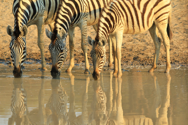 ゼブラスアフリカ野生生物の背景。自然界の反射と色 - 写真・画像