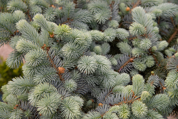 Silver pine tree branches. The argent fir is an evergreen conifer. Ornamental garden plant used in December as a Christmas tree. - Foto, imagen