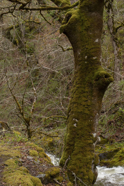 Βρύα στο δέντρο στο δάσος στο παρασκήνιο, κοντινό - Φωτογραφία, εικόνα