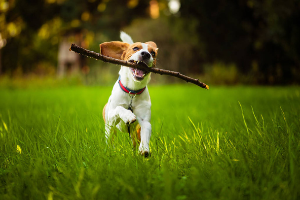 Beagle chien amusant sur prairie en été en plein air courir et sauter avec st
 - Photo, image