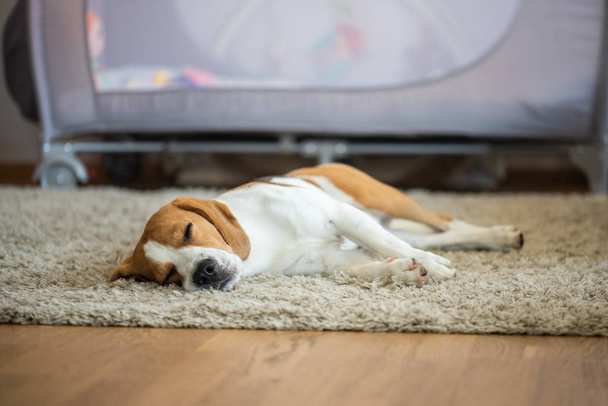 Чистий бігль собака лежить на килимовій підлозі у вітальні
 - Фото, зображення
