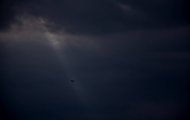 Pájaro volando en rayo de luz pasando a través de las nubes en el día tormentoso. Concepto esperanza. Fondo de la naturaleza majestuosa
. - Foto, Imagen