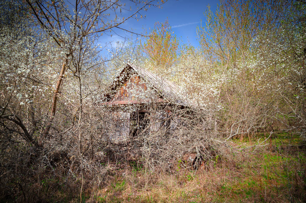 Покинуті селища Білорусь Чорнобильська зона відчуження - Фото, зображення
