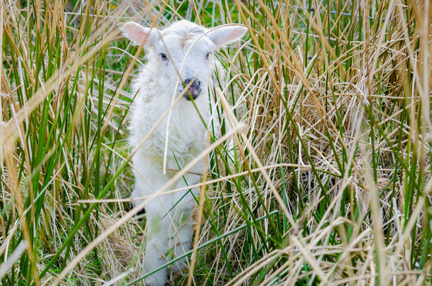 Um tímido cordeiro de primavera se esconde dentro de uma moita de juncos (Juncus
). - Foto, Imagem