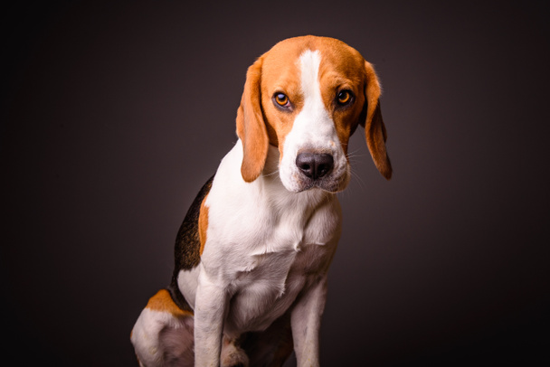 Beagle hond portret op een zwarte achtergrond geïsoleerde studio - Foto, afbeelding