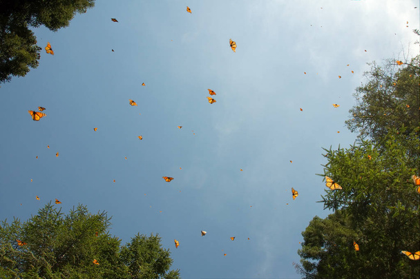 Papillons monarques arrivant à Michoacan, au Mexique, après avoir migré du Canada. Réserve de biosphère du papillon monarque, site du patrimoine mondial de l'UNESCO
. - Photo, image