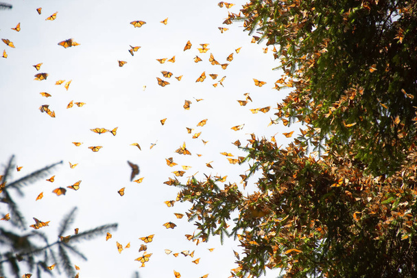 Kanada'dan göç ettikten sonra Michoacan, Meksika'ya gelen kral kelebekler. Monarch Butterfly Biyosfer Rezervi, Unesco Dünya Mirası Listesi. - Fotoğraf, Görsel