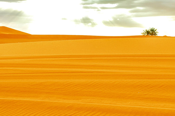 Beautiful sand dunes in the Sahara desert. - Фото, зображення
