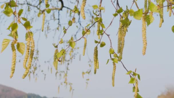 Birkenaglets unter blauem Himmel im Frühling, aus nächster Nähe. Neuanfang. Birkenzweige mit jungen Blättern und Ohrringen. Blütezeit und Samenbildung. Pollen blühender Pflanzen, saisonale Allergiezeit. Natur. Gesunder Lebensstil - Filmmaterial, Video