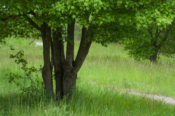 Closeup javorového stromu na louce - Fotografie, Obrázek