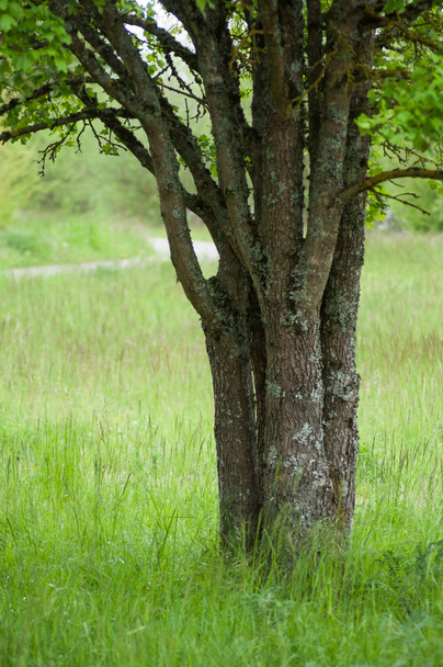Крупный план кленового дерева на лугу
 - Фото, изображение