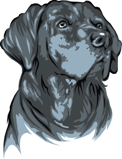 dunkler Labrador-Hund - Vektor, Bild