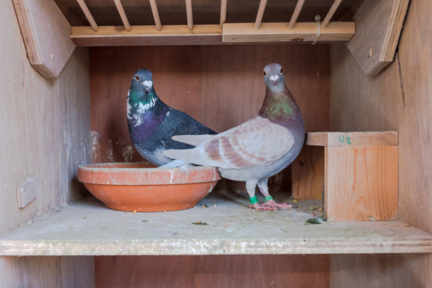 Un par de palomas mensajeras en su nido
 - Foto, Imagen
