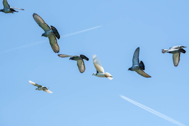 Latające gołębie wyścigowe i błękitne niebo - Zdjęcie, obraz