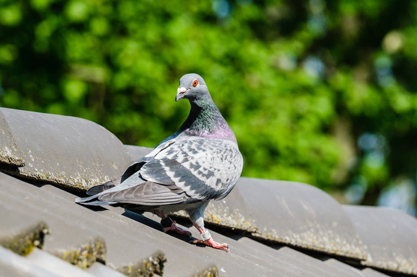 Krásnej holub na vrcholu střechy. - Fotografie, Obrázek