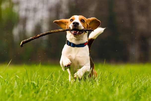 Dog Beagle with a stick on a green field during spring runs towa - Photo, Image