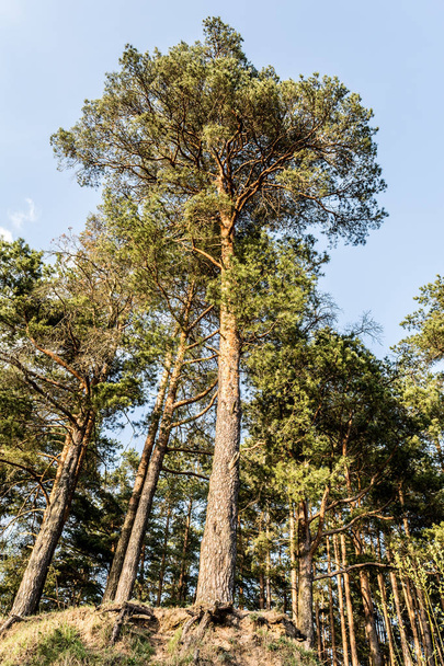 edge of the coniferous forest illuminated by sunlight, pines grow on a hill, clear day with blue sky - Fotoğraf, Görsel