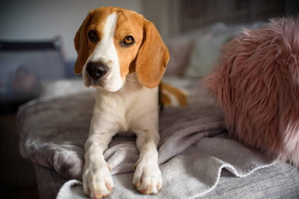 Purebred pies Beagle leżącego na kanapie kanapa w salonie - Zdjęcie, obraz