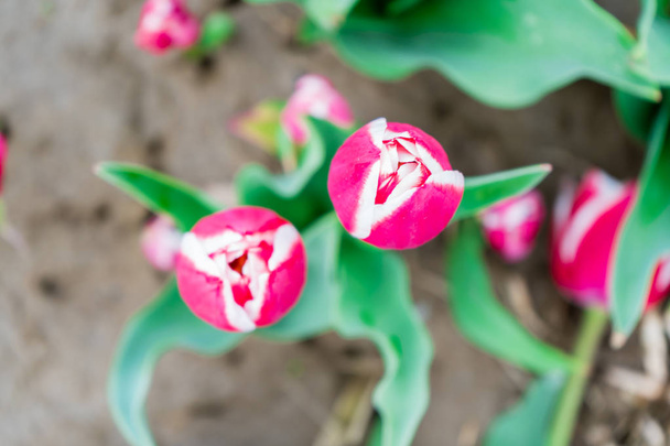 Vista a volo d'uccello di un tulipano rosa e bianco, guardando in basso, in un campo fiorito. Luminose foglie verdi che mostrano, e profondità di campo con altri fiori
. - Foto, immagini