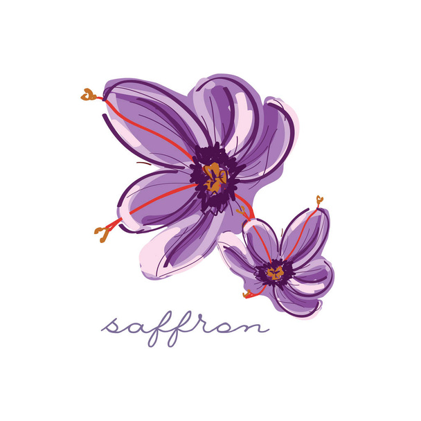 Saffron vector bright icon isolated on background with text. Hand drawn saffron. For infographic, website or app - ベクター画像