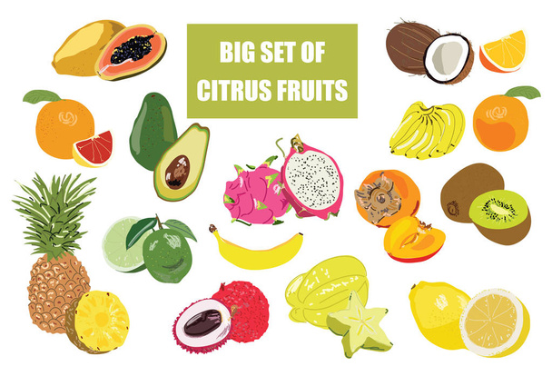 Grote fruit set doodle illustratie geïsoleerd op witte achtergrond. Vector voedsel iconen voor uw ontwerp - Vector, afbeelding