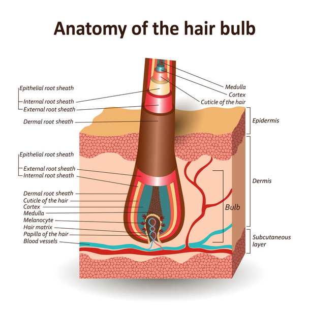 Структура лампочки для волосся в поперечному шарі шкіри, банер для підготовки анатомічної медичної освіти. Векторні ілюстрації
. - Вектор, зображення