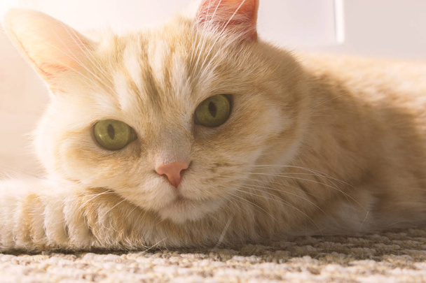 Beautiful cream cat lies on the floor, close-up - Fotó, kép