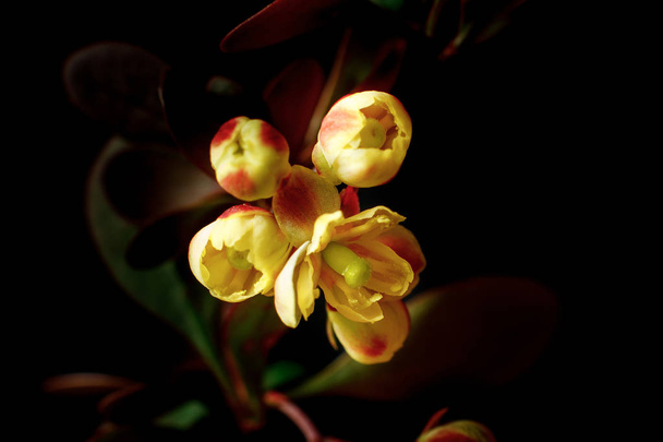 Um ramo de um barberry florescente em um fundo escuro. Close-up, Foco Seletivo
 - Foto, Imagem