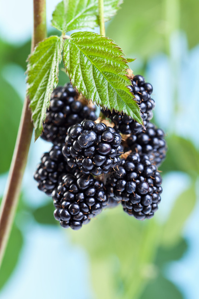 Blackberries growing and ripening on the twig - Photo, image