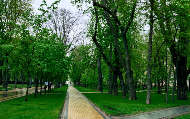 пішохідні доріжки в парку, лавки для відпочинку, і зелені дерева
 - Фото, зображення