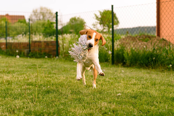 Κατοικίδιο ζώο σκύλος Μπιγκλ σε έναν κήπο που διασκεδάζει σε εξωτερικούς χώρους - Φωτογραφία, εικόνα