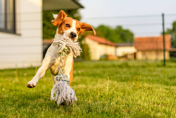 Cão de estimação Beagle em um jardim se divertindo ao ar livre
 - Foto, Imagem