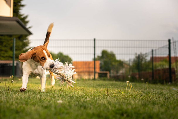 Zwierzę Pies Beagle w a ogród mający zabawa na dworze - Zdjęcie, obraz