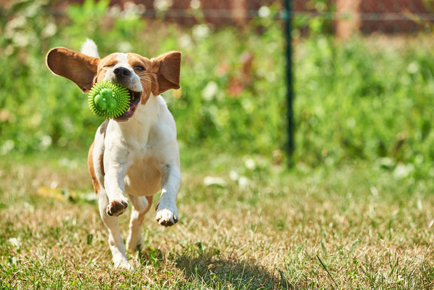 Beagle eğlenceli koş köpek - Fotoğraf, Görsel