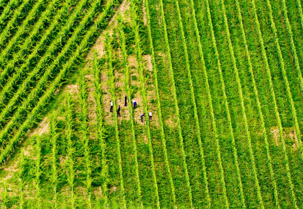 Druiven plantage groene rijen patroon - Foto, afbeelding