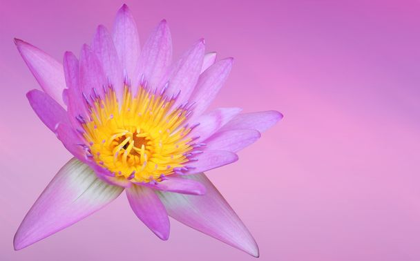 rosa Seerose mit Clipping-Pfad - Foto, Bild