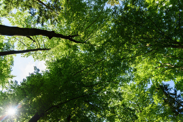 Leaf forest crown background - Foto, Imagen