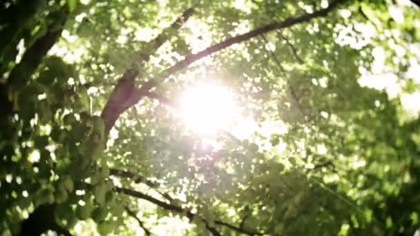 Bokeh φως από τον ήλιο μέσα από τα φύλλα - Πλάνα, βίντεο