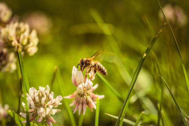 花粉を集めるミツバチ - 写真・画像