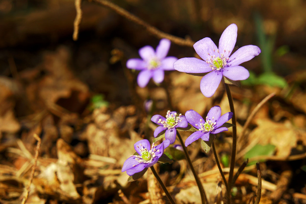 Hepatica nobilis w lesie na wiosnę - Zdjęcie, obraz