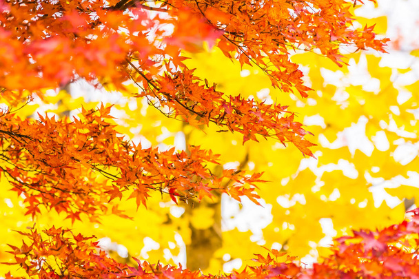 Ağacın güzel kırmızı ve yeşil akçaağaç yaprağı - Fotoğraf, Görsel