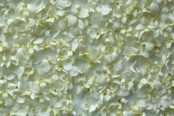 Conception décorative d'orchidée blanche pour le fond
 - Photo, image