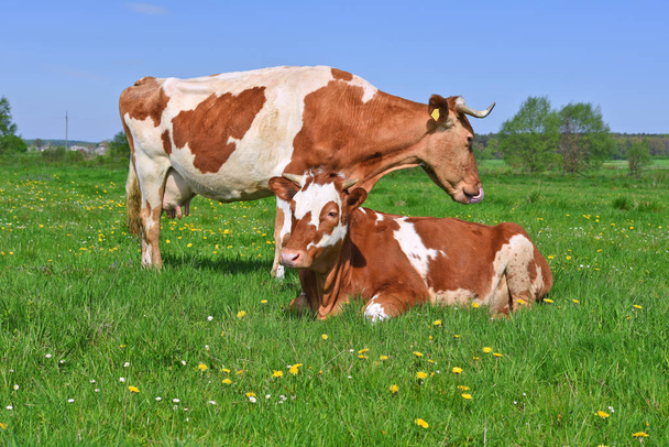 Le veau près de la vache sur un pâturage d'été
. - Photo, image