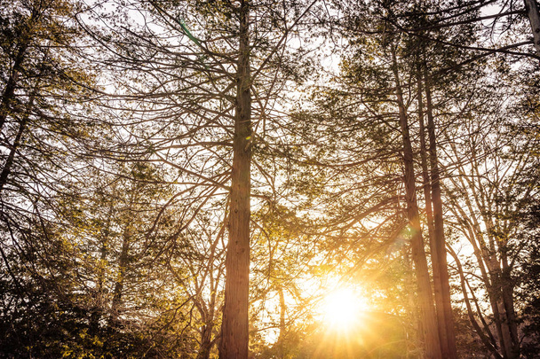 Красивий пейзаж дерева і лісу з сонячним світлом
 - Фото, зображення
