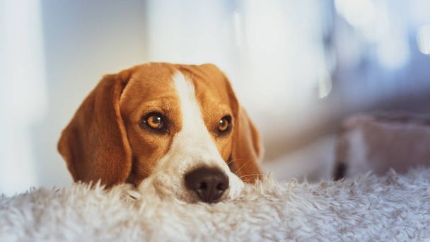 Retrato de perro Beagle en un sofá
 - Foto, Imagen