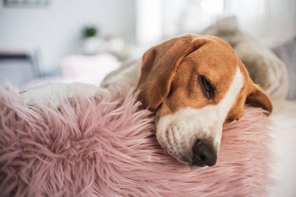 Бігль собака спить на дивані в приміщенні Голова крупним планом
 - Фото, зображення