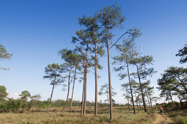 Pine with  blue sky. - Photo, Image