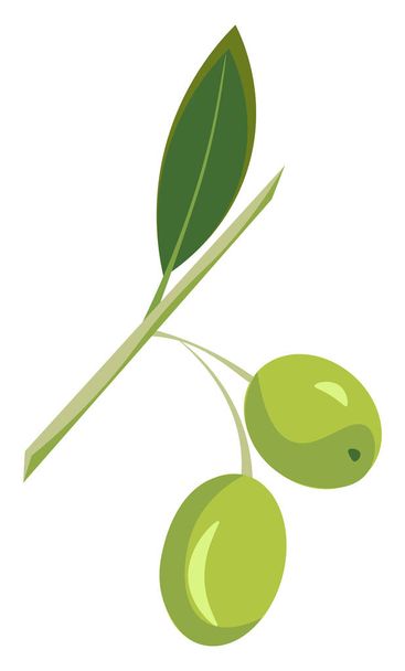 Green olives, vector or color illustration.  - Vector, Image